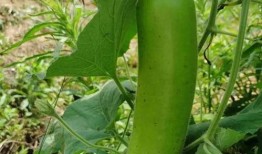 网红吃瓠子瓜,趣味横生引网友热议