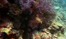 海洋生物爆料视频,海洋生物神秘爆料视频揭秘