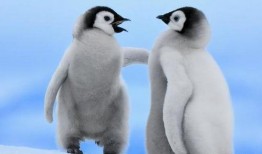 企鹅吃瓜爆料视频在线观看