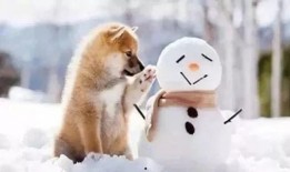 雪可爱爆料陈死狗视频在线观看,独家在线观看解析