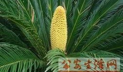 重庆铁树开花爆料视频最新,罕见现象引网友热议