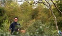 一片树叶爆料视频大全,视频大全带你探索自然奥秘