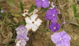 变色的花朵在线观看,揭秘变色花朵的神奇魅力