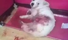 狗子今日爆料最新消息图片,今日最新爆料图片背后的惊人真相