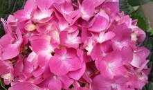 变色的花朵在线观看,揭秘变色花朵的神奇魅力