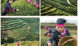 一片树叶爆料视频大全,视频大全带你探索自然奥秘