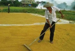 爆料黄琴打谷子视频大全,田间劳作的真实写照
