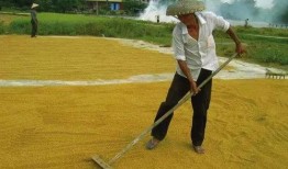 爆料黄琴打谷子视频大全,田间劳作的真实写照