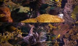 海洋生物爆料视频,海洋生物神秘爆料视频揭秘