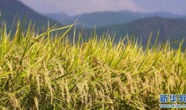 水稻之兴爆料视频大全,揭秘水稻种植奥秘的精彩视频集锦