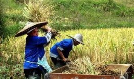 爆料黄琴打谷子视频大全,田间劳作的真实写照