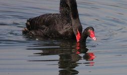 黑天鹅最新爆料新闻,揭秘惊天大事件背后的惊人真相