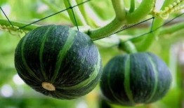 莱阳吃瓜网红是谁啊图片,网络红人的崛起之路