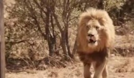 波多吉野衣在线观看