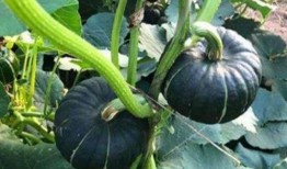 莱阳吃瓜网红是谁啊图片,网络红人的崛起之路