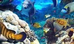 海洋生物爆料视频,海洋生物神秘爆料视频揭秘