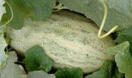 到新疆的网红吃哈密瓜,尽享哈密瓜甜蜜之旅