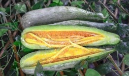 网红吃瓜768,揭秘娱乐圈幕后真相