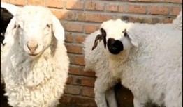 小羊被爆料视频播放,揭秘背后真相