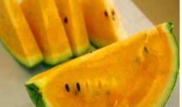 免费吃瓜黄料视频,带你领略网络娱乐新潮流