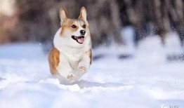 雪可爱爆料陈死狗视频在线观看,独家在线观看解析