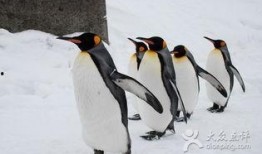 企鹅吃瓜爆料视频在线观看