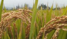 水稻之兴爆料视频大全,揭秘水稻种植奥秘的精彩视频集锦