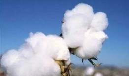 长寿棉花厂爆料视频大全,揭秘工厂内幕与真相