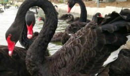 黑天鹅最新爆料新闻,揭秘惊天大事件背后的惊人真相