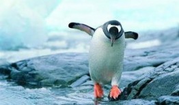 企鹅吃瓜爆料视频在线观看