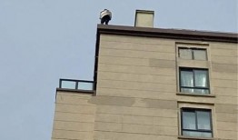 顶楼最新爆料,剧情反转再升级，真相即将揭晓！